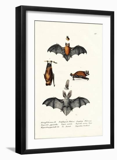 Common Pipistrelle, 1824-Karl Joseph Brodtmann-Framed Giclee Print