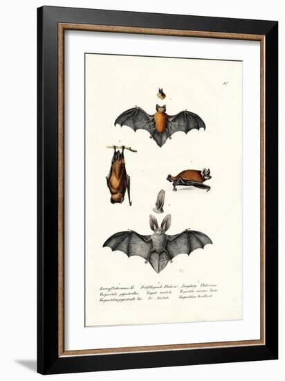 Common Pipistrelle, 1824-Karl Joseph Brodtmann-Framed Giclee Print