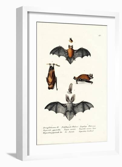 Common Pipistrelle, 1824-Karl Joseph Brodtmann-Framed Giclee Print