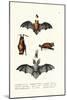 Common Pipistrelle, 1824-Karl Joseph Brodtmann-Mounted Giclee Print