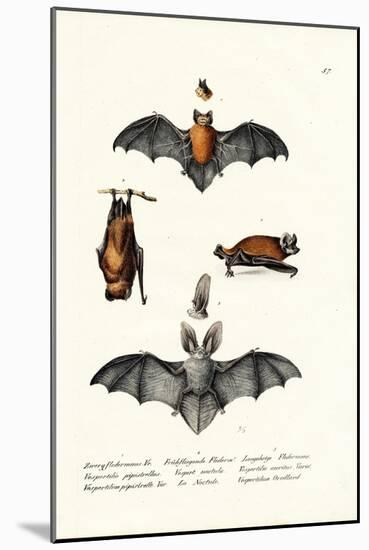 Common Pipistrelle, 1824-Karl Joseph Brodtmann-Mounted Giclee Print