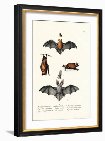 Common Pipistrelle, 1824-Karl Joseph Brodtmann-Framed Giclee Print