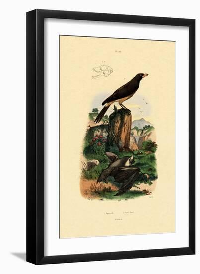 Common Pipistrelle, 1833-39-null-Framed Giclee Print