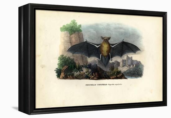 Common Pipistrelle, 1863-79-Raimundo Petraroja-Framed Premier Image Canvas