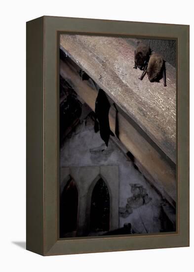 Common Pipistrelle-null-Framed Premier Image Canvas