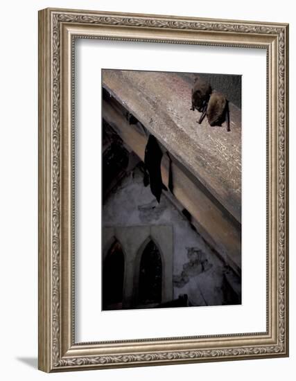 Common Pipistrelle-null-Framed Photographic Print