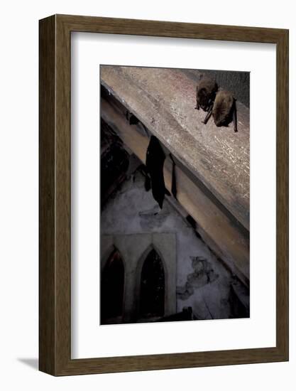 Common Pipistrelle-null-Framed Photographic Print