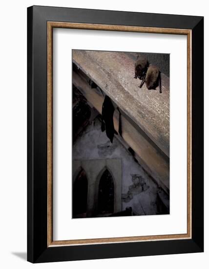 Common Pipistrelle-null-Framed Photographic Print