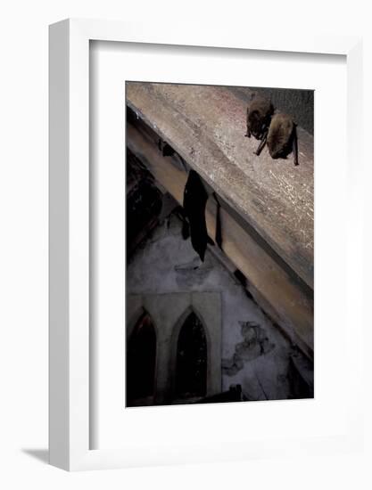 Common Pipistrelle-null-Framed Photographic Print