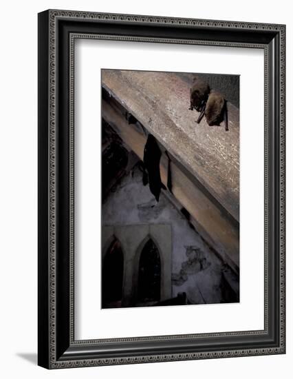 Common Pipistrelle-null-Framed Photographic Print