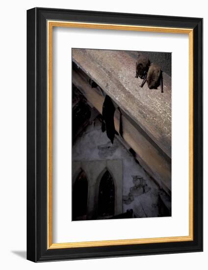 Common Pipistrelle-null-Framed Photographic Print