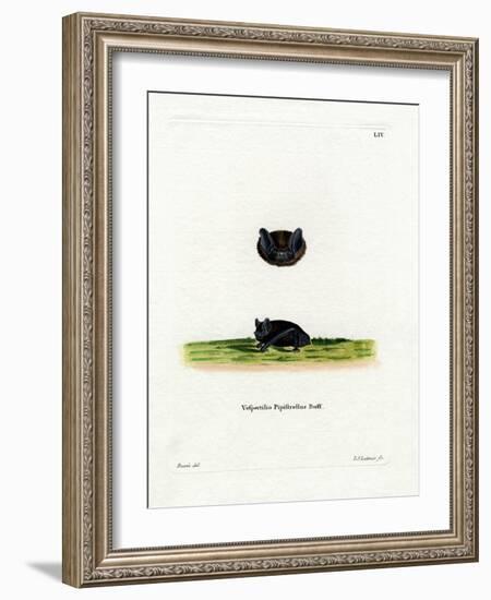 Common Pipistrelle-null-Framed Giclee Print