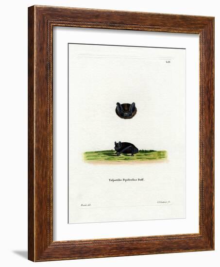 Common Pipistrelle-null-Framed Giclee Print