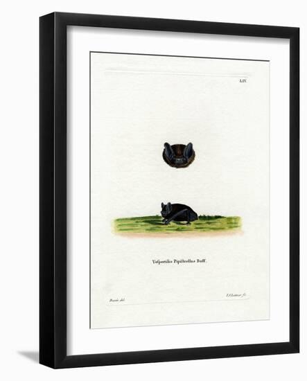 Common Pipistrelle-null-Framed Giclee Print