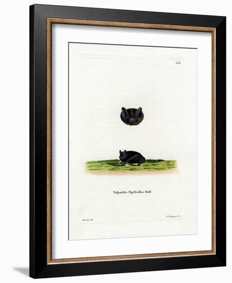 Common Pipistrelle-null-Framed Giclee Print