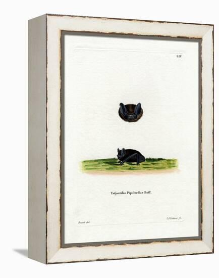 Common Pipistrelle-null-Framed Premier Image Canvas