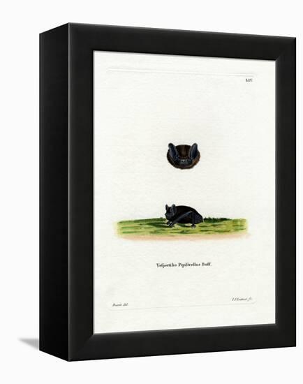 Common Pipistrelle-null-Framed Premier Image Canvas