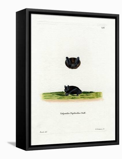 Common Pipistrelle-null-Framed Premier Image Canvas