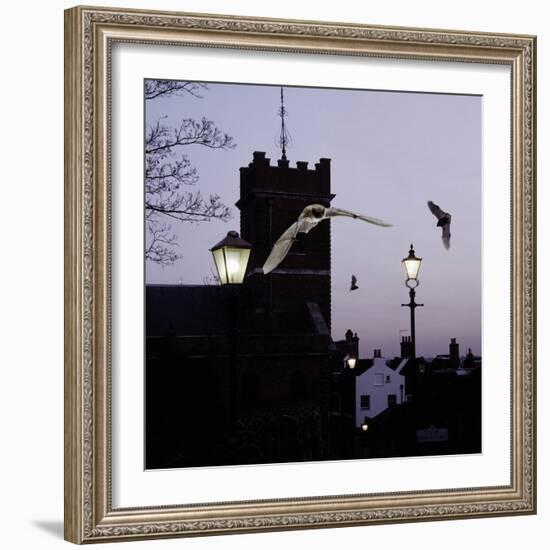 Common Pipistrelles (Pipistrellus Pipistrellus) Flying Round Church Tower. UK. Digital Composite-null-Framed Photographic Print