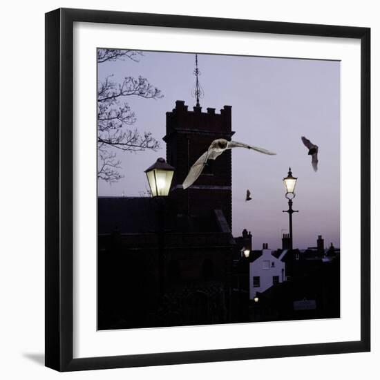 Common Pipistrelles (Pipistrellus Pipistrellus) Flying Round Church Tower. UK. Digital Composite-null-Framed Photographic Print