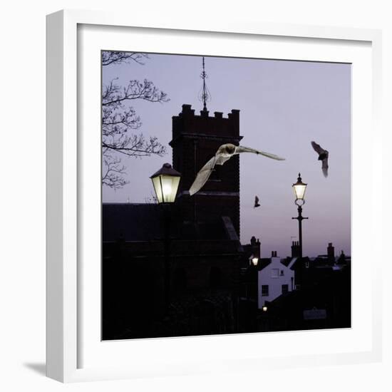 Common Pipistrelles (Pipistrellus Pipistrellus) Flying Round Church Tower. UK. Digital Composite-null-Framed Photographic Print