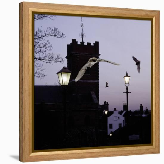 Common Pipistrelles (Pipistrellus Pipistrellus) Flying Round Church Tower. UK. Digital Composite-null-Framed Premier Image Canvas