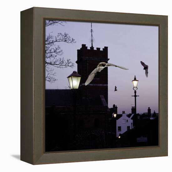 Common Pipistrelles (Pipistrellus Pipistrellus) Flying Round Church Tower. UK. Digital Composite-null-Framed Premier Image Canvas