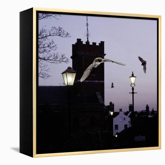 Common Pipistrelles (Pipistrellus Pipistrellus) Flying Round Church Tower. UK. Digital Composite-null-Framed Premier Image Canvas