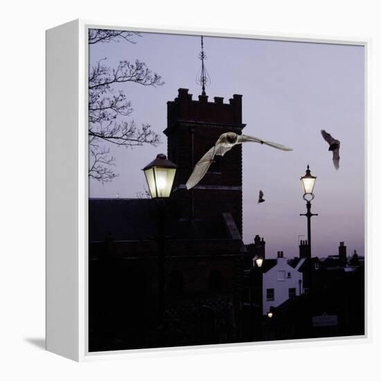 Common Pipistrelles (Pipistrellus Pipistrellus) Flying Round Church Tower. UK. Digital Composite-null-Framed Premier Image Canvas