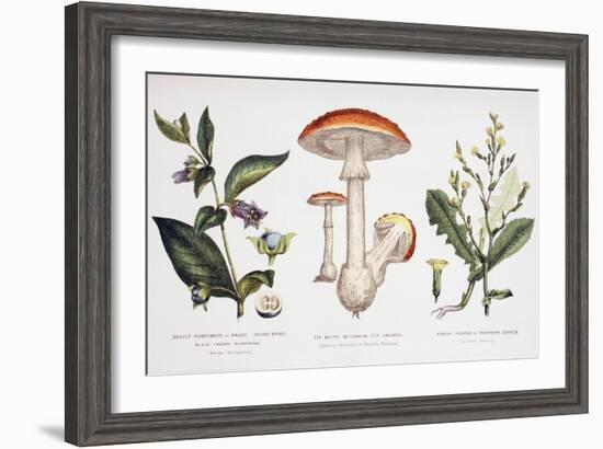 Common Poisonous Plants, C.1890-null-Framed Giclee Print