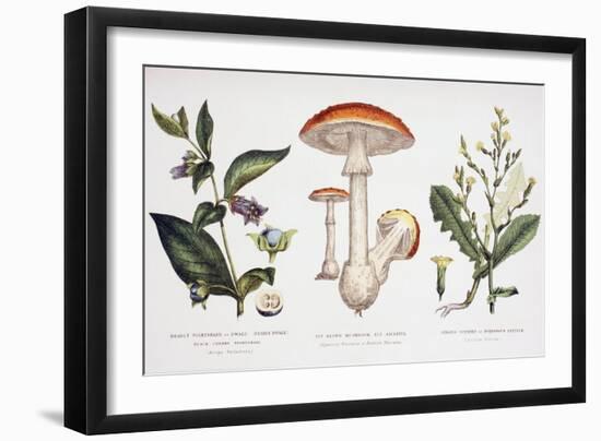 Common Poisonous Plants, C.1890-null-Framed Giclee Print