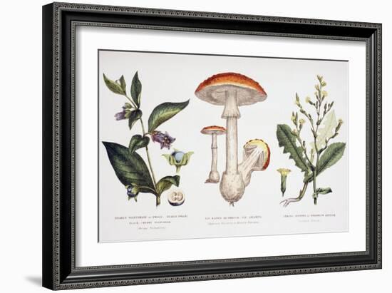 Common Poisonous Plants, C.1890-null-Framed Giclee Print