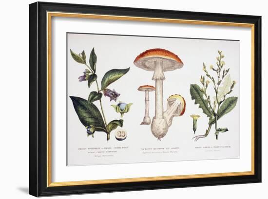 Common Poisonous Plants, C.1890-null-Framed Giclee Print