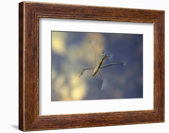 Common Pond Skater - Water Strider (Gerris Lacustris) On Water. New Forest, UK, July-Colin Varndell-Framed Photographic Print