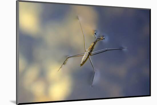 Common Pond Skater - Water Strider (Gerris Lacustris) On Water. New Forest, UK, July-Colin Varndell-Mounted Photographic Print