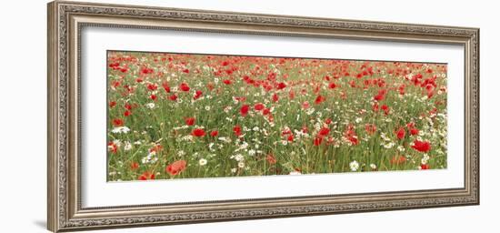 Common Poppies and Scentless Mayweed in Meadow-null-Framed Photographic Print