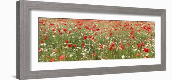 Common Poppies and Scentless Mayweed in Meadow-null-Framed Photographic Print