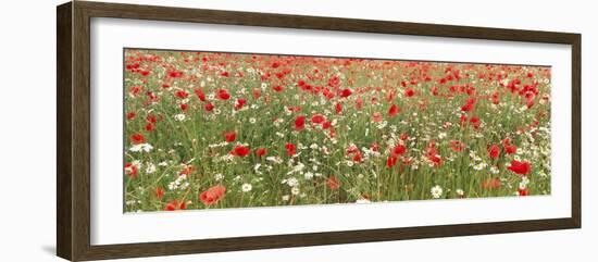 Common Poppies and Scentless Mayweed in Meadow-null-Framed Photographic Print