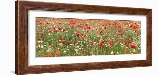 Common Poppies and Scentless Mayweed in Meadow-null-Framed Photographic Print
