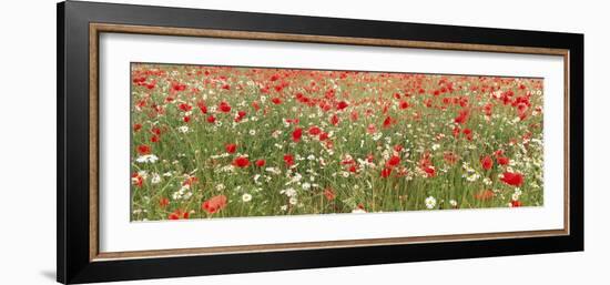 Common Poppies and Scentless Mayweed in Meadow-null-Framed Photographic Print