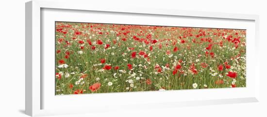 Common Poppies and Scentless Mayweed in Meadow-null-Framed Photographic Print