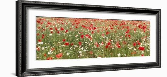 Common Poppies and Scentless Mayweed in Meadow-null-Framed Photographic Print