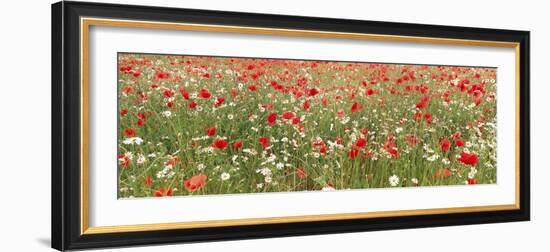 Common Poppies and Scentless Mayweed in Meadow-null-Framed Photographic Print