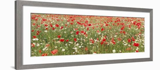 Common Poppies and Scentless Mayweed in Meadow-null-Framed Photographic Print