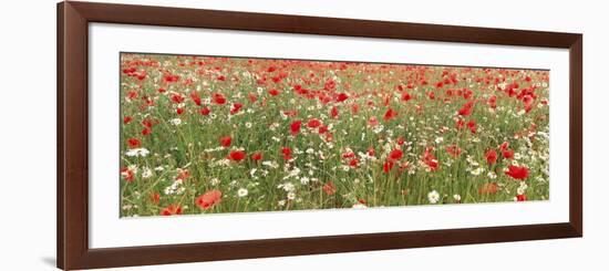 Common Poppies and Scentless Mayweed in Meadow-null-Framed Photographic Print