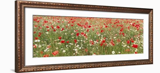 Common Poppies and Scentless Mayweed in Meadow--Framed Photographic Print