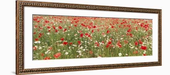 Common Poppies and Scentless Mayweed in Meadow-null-Framed Photographic Print