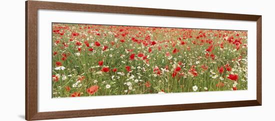 Common Poppies and Scentless Mayweed in Meadow-null-Framed Photographic Print