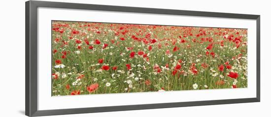 Common Poppies and Scentless Mayweed in Meadow-null-Framed Photographic Print