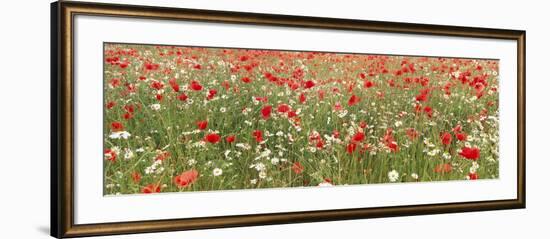 Common Poppies and Scentless Mayweed in Meadow-null-Framed Photographic Print